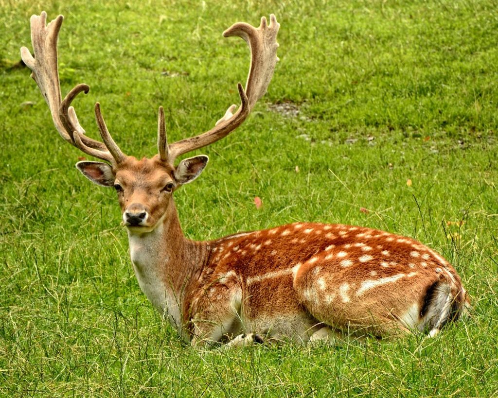 Grace in the Wild: Serene Majesty of Spotted Deer