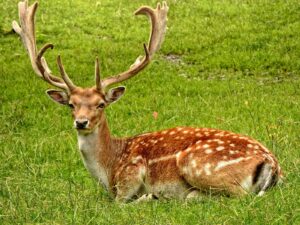 Grace in the Wild: Serene Majesty of Spotted Deer