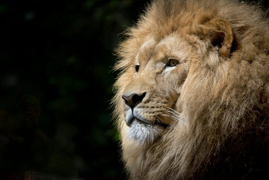Majestic Gaze: Portrait of the King