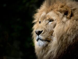 Majestic Gaze: Portrait of the King