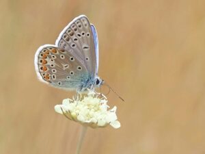 Delicate Pause: Butterfly on Blossom