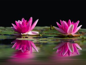 Reflections of Tranquility: Pink Water Lilies