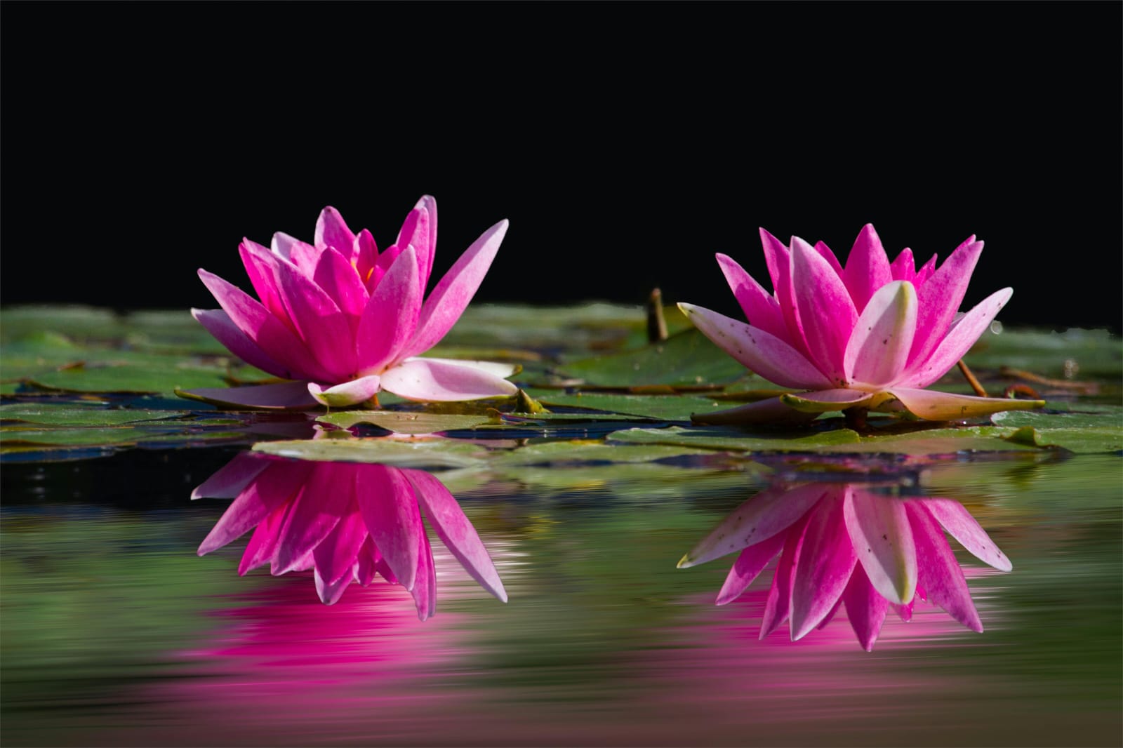 06 Reflections of Tranquility: Pink Water Lilies