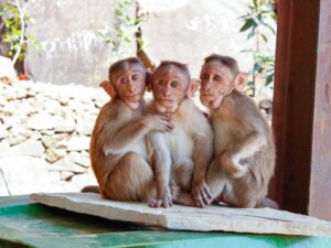 Band of Buddies: Curious Young Monkeys