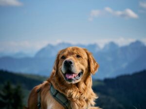 Golden Joy: Mountain Wanderer